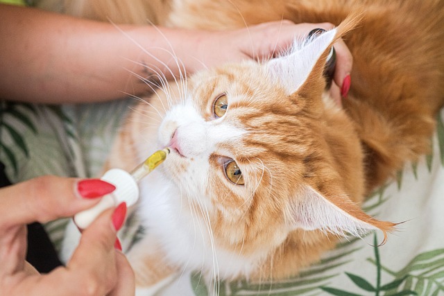 What You Should Know About ‘CBD for Cats’ Keywords