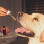 Top 20 “CBD Oil For Dogs” Keywords To Target For Link Building