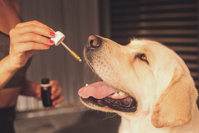 Top 20 “CBD Oil For Dogs” Keywords To Target For Link Building