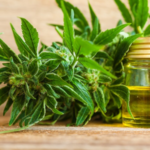 organic cbd oil