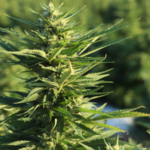 Top 20 “Delta 8 Hemp” Keywords To Target For Link Building