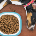 CBD Dog Treats