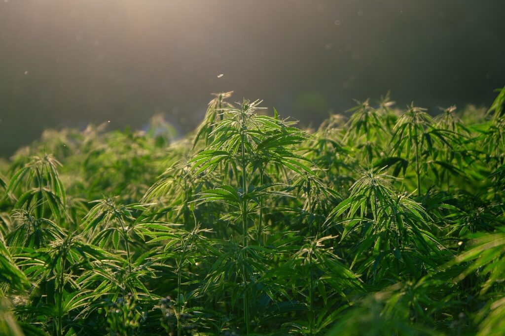 4 Easy Steps To Build High-Quality Cannabis Backlinks