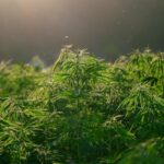 4 Easy Steps To Build High-Quality Cannabis Backlinks