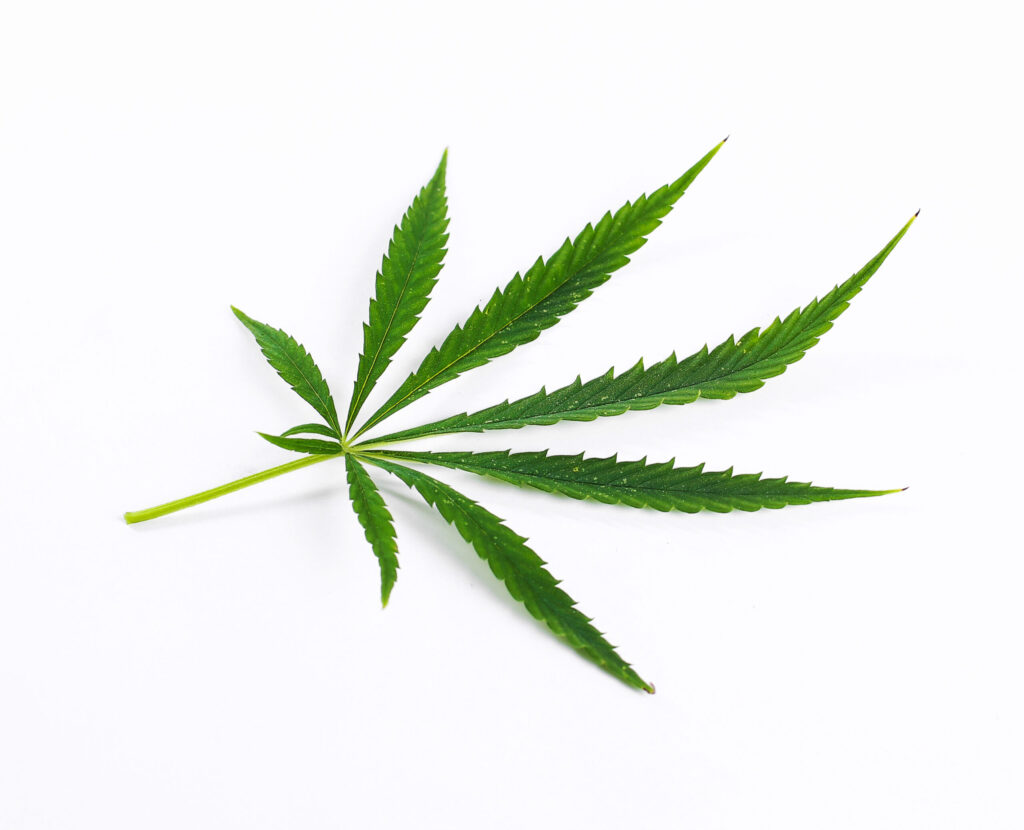 cannabis leaf plant - cbd marketing
