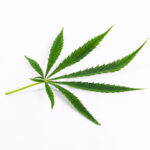 cannabis leaf plant - cbd marketing