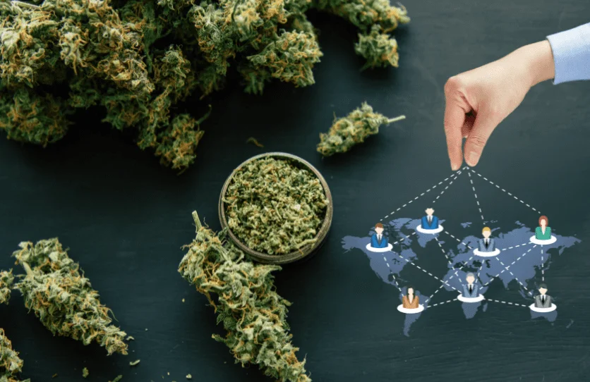 Cannabis Link Building - cbd marketing