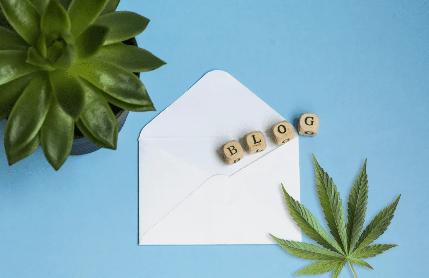 Cannanis blog management - cbd marketing