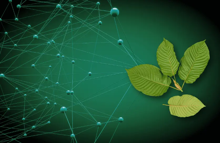 kratom link building - cbd marketing