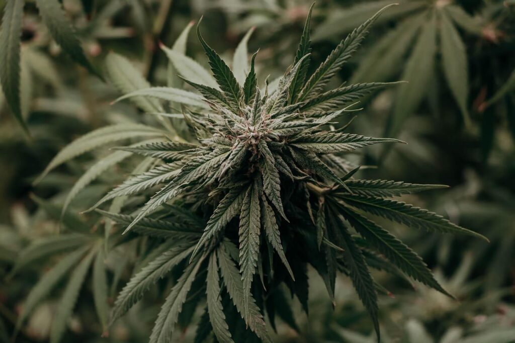 Grow Your Cannabis Sales With Dispensary Website Design Services