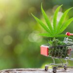 Top Cannabis Marketing Strategies To Rank No.1 On Google