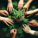 Cannabis Social Media Management Featured Image